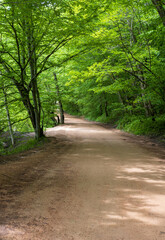 Fototapeta premium an unpaved road in the spring in a wooded area walking on a sunny day
