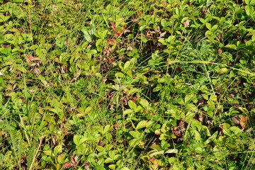 Lush Green Foliage with Red Berries top view