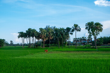 Farmers Working in Vietnamese Countryside