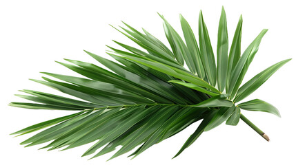 aloe vera plant