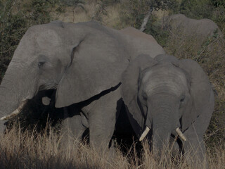 a photo that shows the emotions of a elephant 