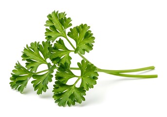 Fresh green parsley leaves isolated on a white background