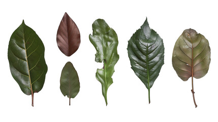 bay leaves on white background