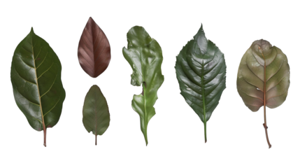 bay leaves on white background