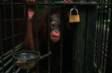 Orang outan