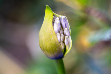 Blumeninsel, Madeira, Portugal