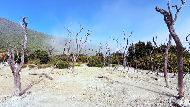 Desolate Volcanic Landscape Dead Trees Barren Ground Blue Sky