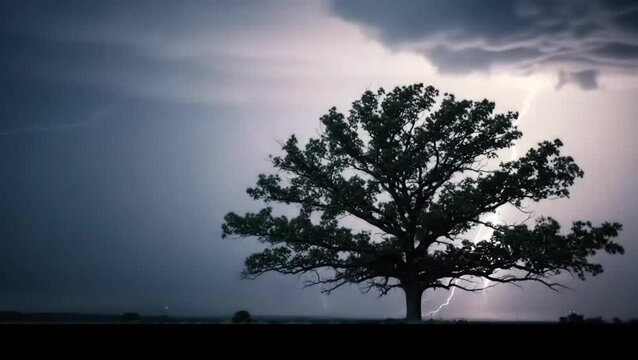Silhouette of a single tall pine tree standing against a dramatic evening sky.