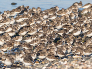 A dense flock of Semipalmated Sandpipers roosting on the shoreline in early fall migration