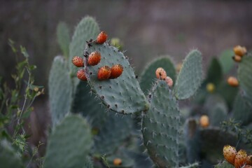 Blooming Opuntia ficus-indica