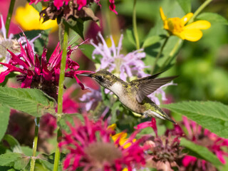 A Ruby-throated Hummingbird feeding at a monarda flower in a wildflower patch and showing how the...
