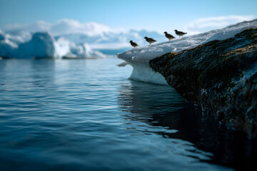 Birds soaring over icy waters, illustrating the delicate balance of nature and the environment in a remote arctic landscape