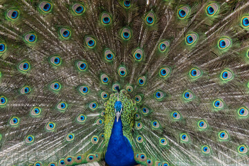 Obraz premium Lissabon, Portugal, Sommer 2025