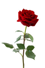 Red rose flower. The photo features a fully bloomed red rose on a white background. The rose has a...