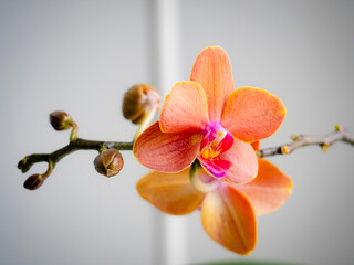 Vibrant orange moth orchid in full bloom—delicate petals and intricate form make this tropical flower a stunning subject for nature, decor, and botanical photography.
