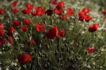 blooming poppy field