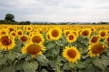 Sonnenblumenfeld Denkendorf