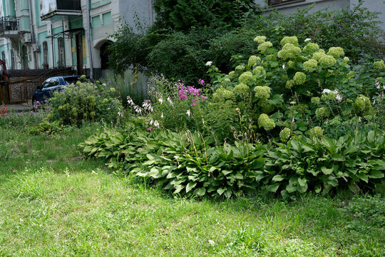 Vibrant urban garden blooms in the heart of Kyiv, Ukraine