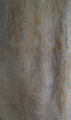 Beautiful details of the bark of eugenia uniflora