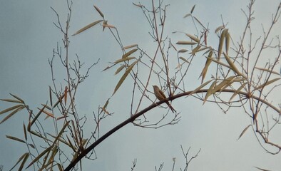 A small bird perches quietly on a slender bamboo branch, surrounded by sparse leaves and twigs...