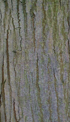 Beautiful details of the bark of swietenia macrophyl