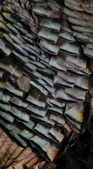 Turkey feathers macro