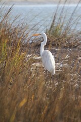Great egret in reeds