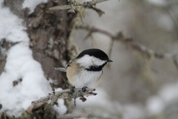 Chickadee on snow-covered branch