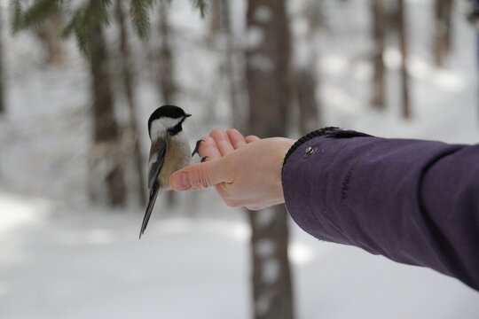 Chickadee perched on hand - Powered by Adobe
