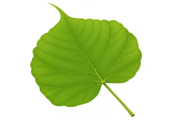 Vibrant green bodhi leaf isolated on transparent background