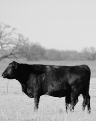 Black angus beef cow on rural Texas ranch.