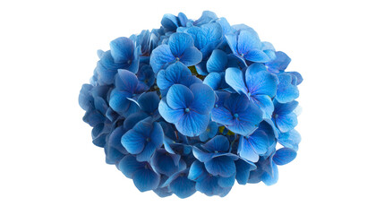 top view of Blue hydrangea flower isolated on white background