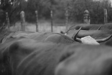 Horned cattle in pen on ranch closeup in rustic black and white.
