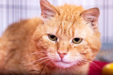 A detailed closeup view of an orange cat gazing directly at the camera