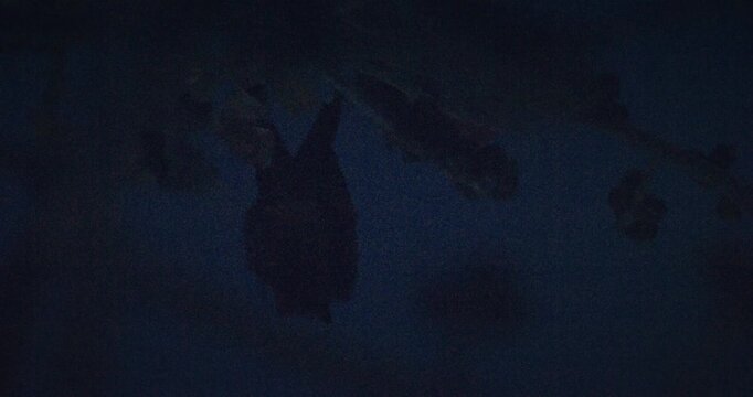 Dark Silhouette of Bat Hanging from Branch at Dusk. A mysterious bat silhouette contrasts against the evening sky. Indian flying fox - Pteropus medius - the greater Indian fruit bat.