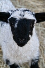 Fototapeta premium Lamb face closeup