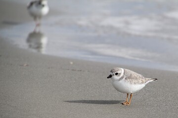 Plover in sand