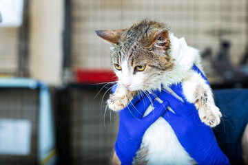A cat is currently being held gently by a person wearing blue gloves