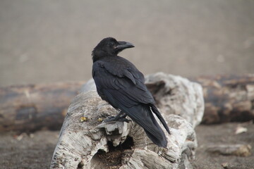 Raven on rock