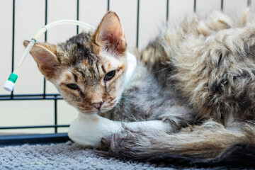 A cat has a hose humorously attached to the top of its head