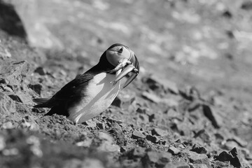 Puffin with a beak full of sand eels looking for its burrow