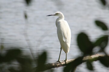 Egret on branch