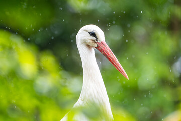 Cigogne blanche (Ciconia ciconia) immobile sous la pluie, scène de nature et de résilience