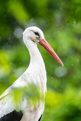 Cigogne blanche (Ciconia ciconia) immobile sous la pluie, scène de nature et de résilience
