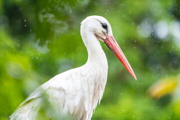 Cigogne blanche (Ciconia ciconia) immobile sous la pluie, scène de nature et de résilience
