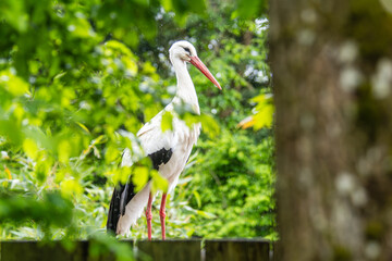 Cigogne blanche (Ciconia ciconia) immobile sous la pluie, scène de nature et de résilience