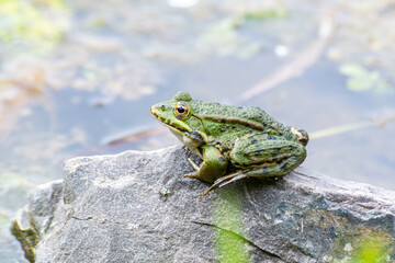 Grenouille verte (Pelophylax spec.) sur un caillou au milieu de l’eau, observation herpétologique