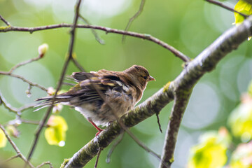 Pinson des arbres (Fringilla coelebs), oiseau chanteur commun des milieux boisés européens