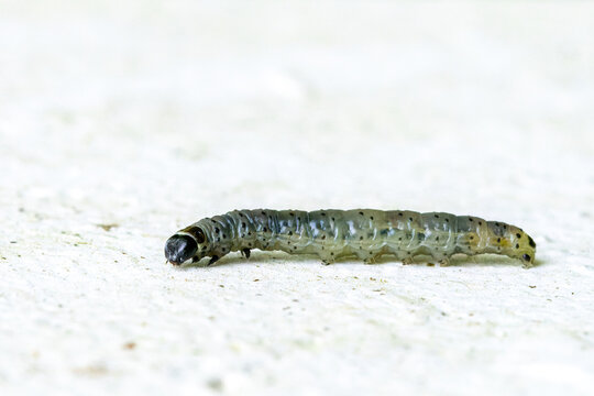 Chenille de Tortrix viridana (tordeuse verte du ch&ecirc;ne) sur fond blanc, macro entomologique