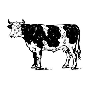 Dairy cow sketch engraving black and white outline. Scratch board imitation.  illustrated in vintage line art style on a white background.